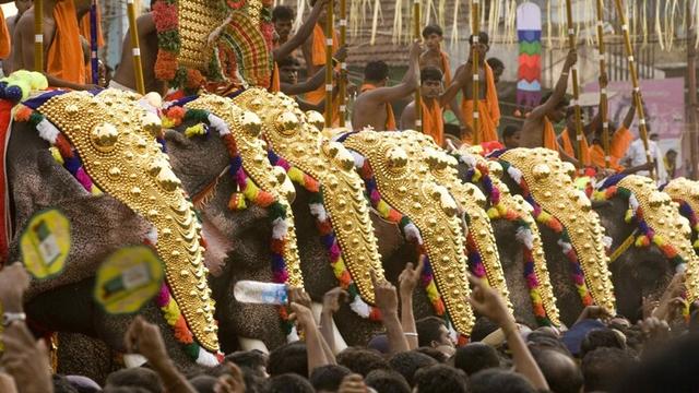 В Индии проведут Фестиваль слонов