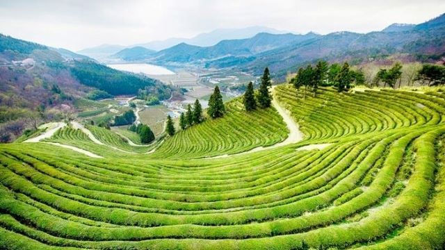 В Южной Корее состоится Фестиваль зелёного чая