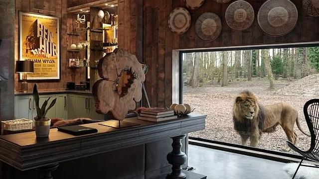 Львы, тигры и волки: британский отель селит с опасными соседями