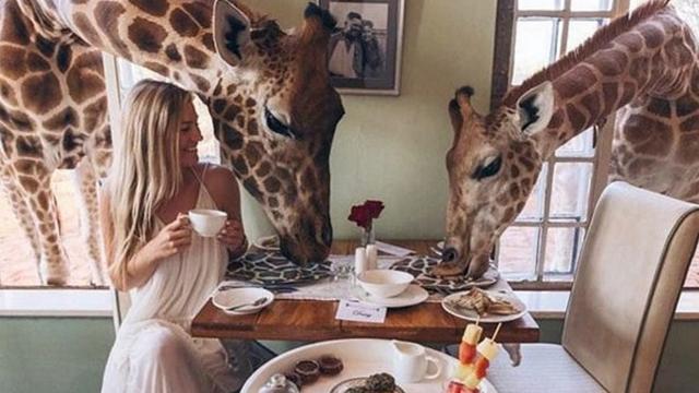 В Кении предлагают позавтракать с жирафами