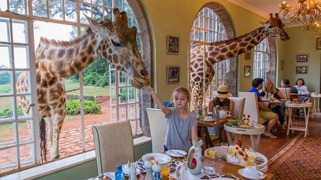 В Кении предлагают позавтракать с жирафами