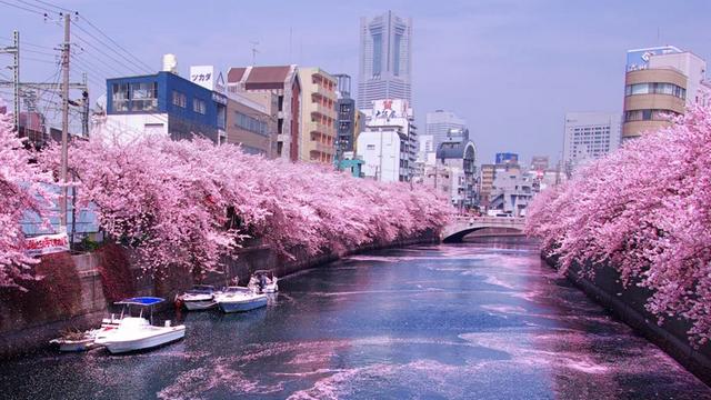 Сезон цветения сакуры в Японии начнется раньше обычного