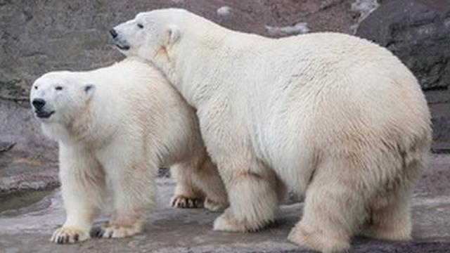 Туристы в белом смогут бесплатно посетить Московский зоопарк в День полярного медведя